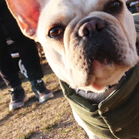 Reversible DOG jacket | Vintage Cotton