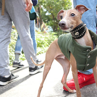 Reversible DOG jacket | Vintage Cotton