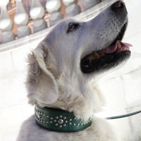 LUXURY GRAYHOUND DOG COLLAR XL / STUDS×PATINA / ターコイズ