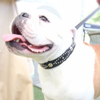 LUXURY DOG COLLAR XL / STUDS / ブラック