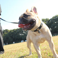 SPECIAL ORDER / LUXURY DOG COLLAR LARGE / ブラック