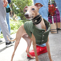 LUXURY GREYHOUND CHOKE COLLAR SMALL / STUDS / ブラック