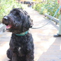 SPECIAL ORDER / LUXURY GRAYHOUD DOG COLLAR X-LARGE / ターコイズ