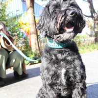 SPECIAL ORDER / LUXURY GRAYHOUD DOG COLLAR X-LARGE / ターコイズ
