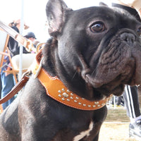 LUXURY GRAYHOUND DOG COLLAR XL / STUDS×PATINA / サドル