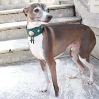 LUXURY GRAYHOUD DOG COLLAR SMALL / KOKOPELLI CONCHO Ⅱ/ ターコイズ
