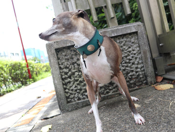 SPECIAL ORDER / LUXURY GREYHOUND COLLAR SMALL / ターコイズ